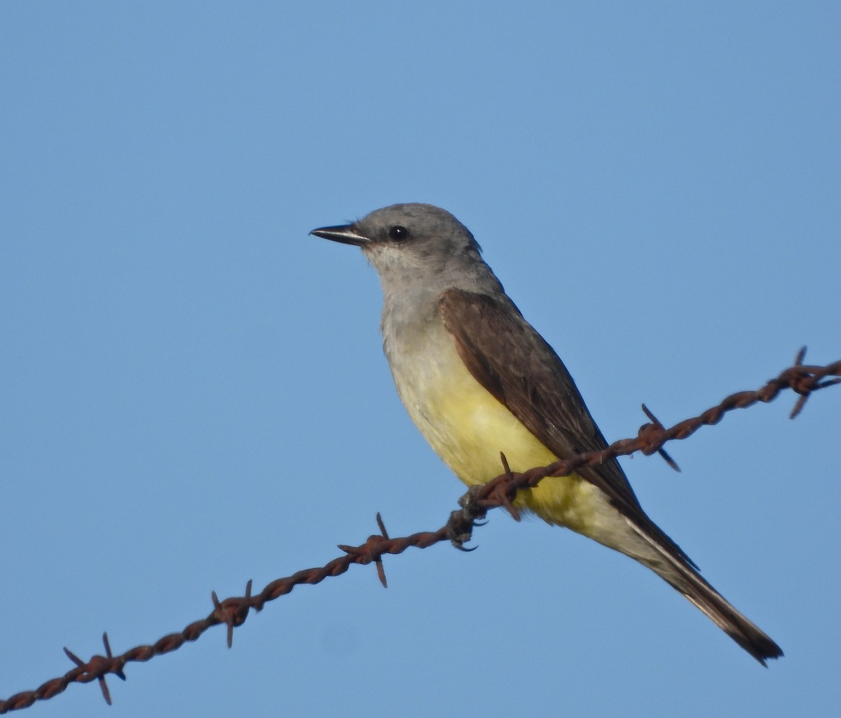 Western Kingbird - ML350801191