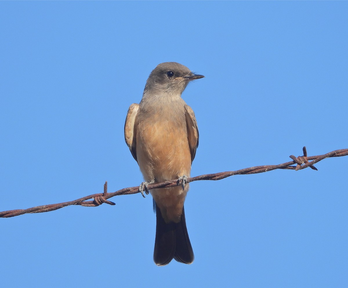 Say's Phoebe - ML350802591