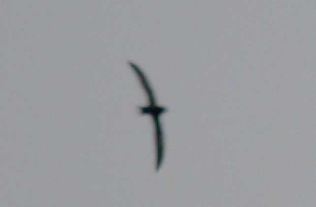 Black Swift - ML350802941