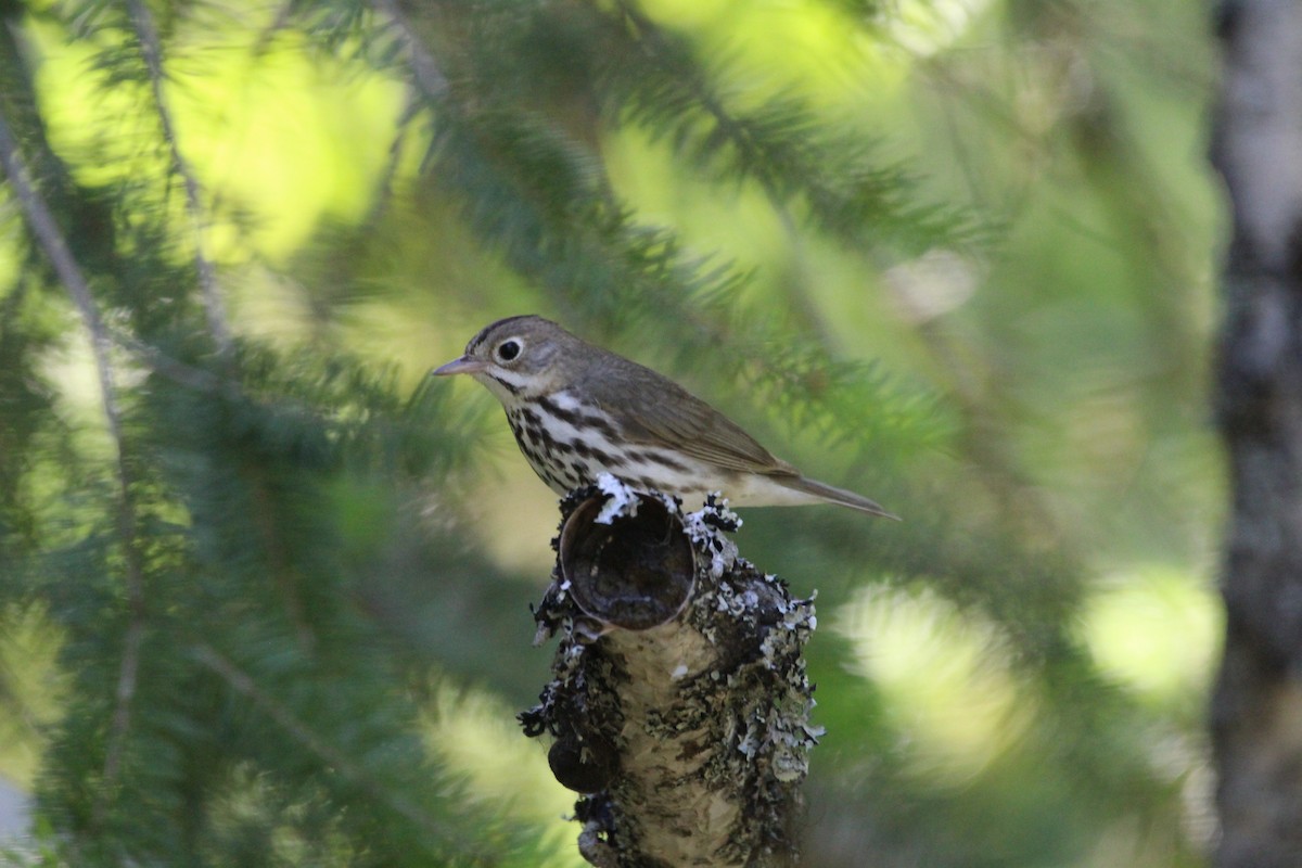 Ovenbird - ML350803811