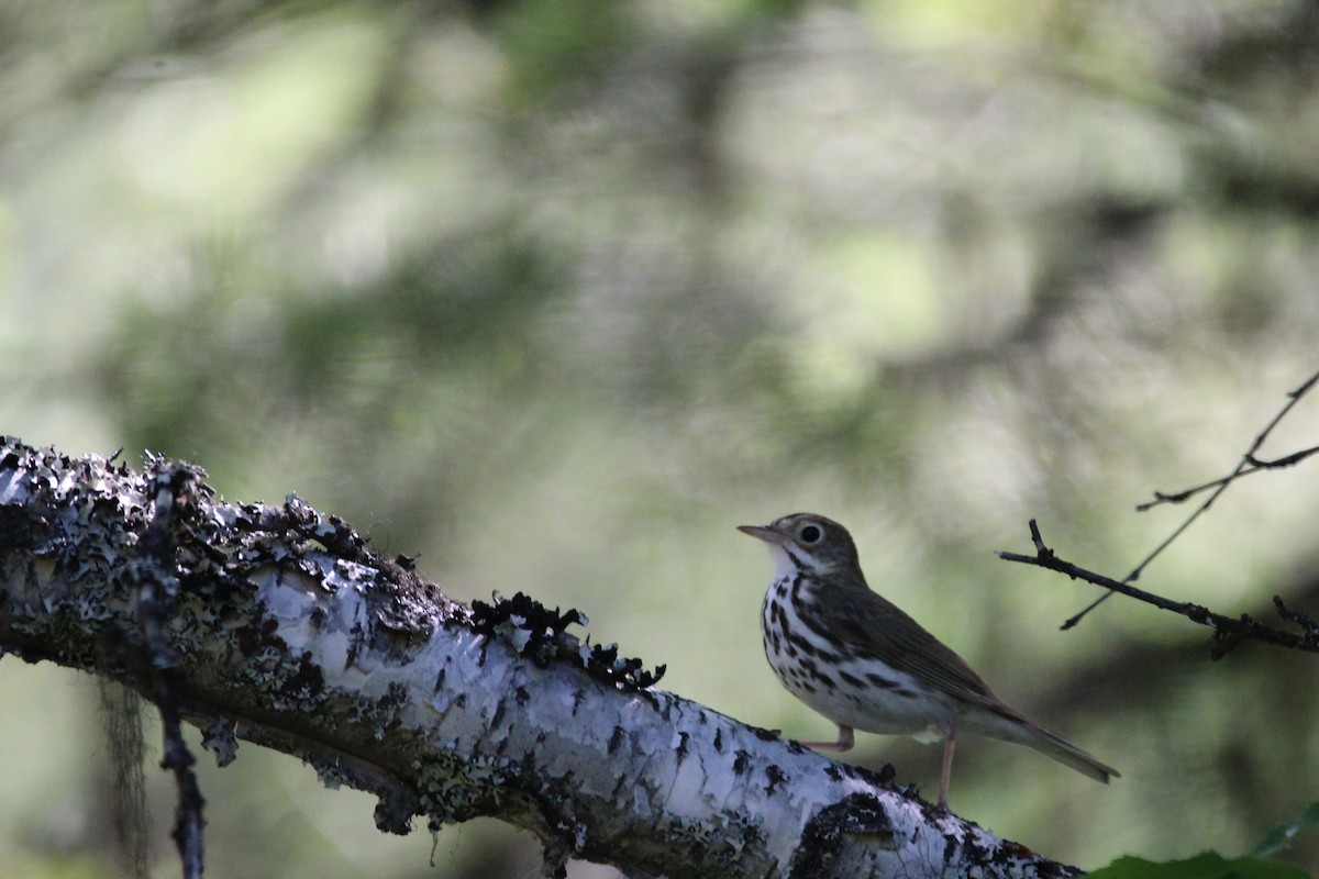 Ovenbird - ML350804141