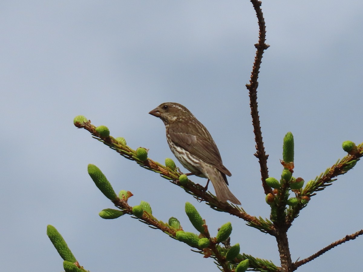 Purple Finch - ML350805031