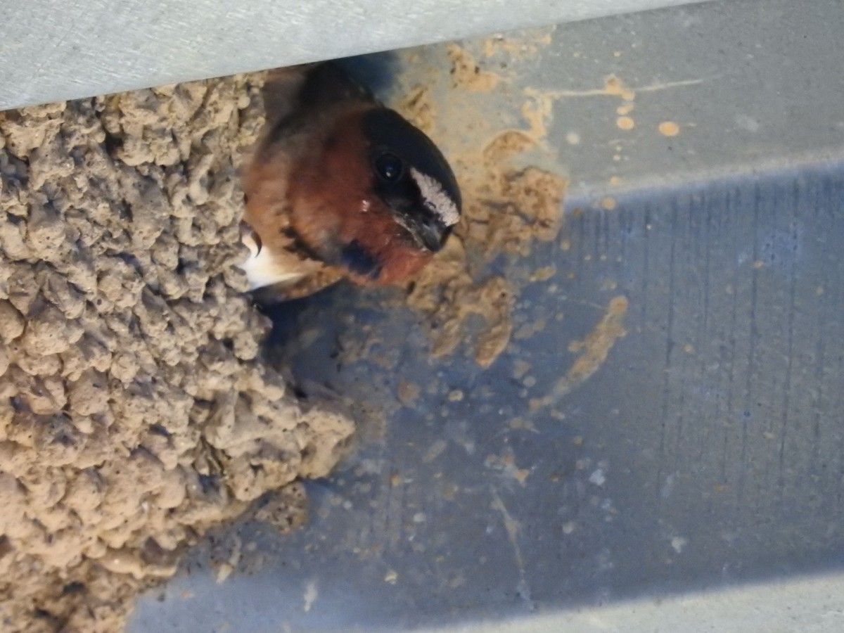 Cliff Swallow - ML350805591