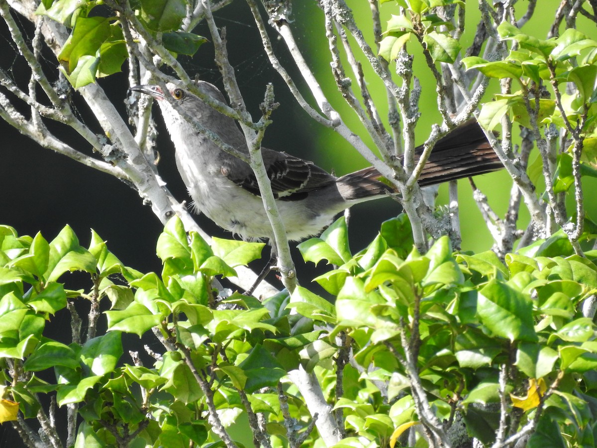 Northern Mockingbird - ML350806091