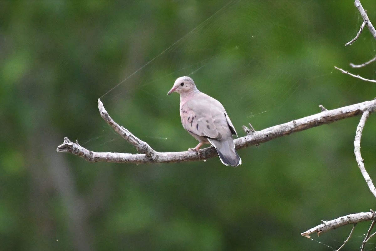 Common Ground Dove - ML350807641