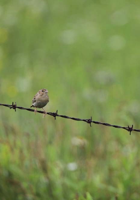 Grasshopper Sparrow - ML350809131