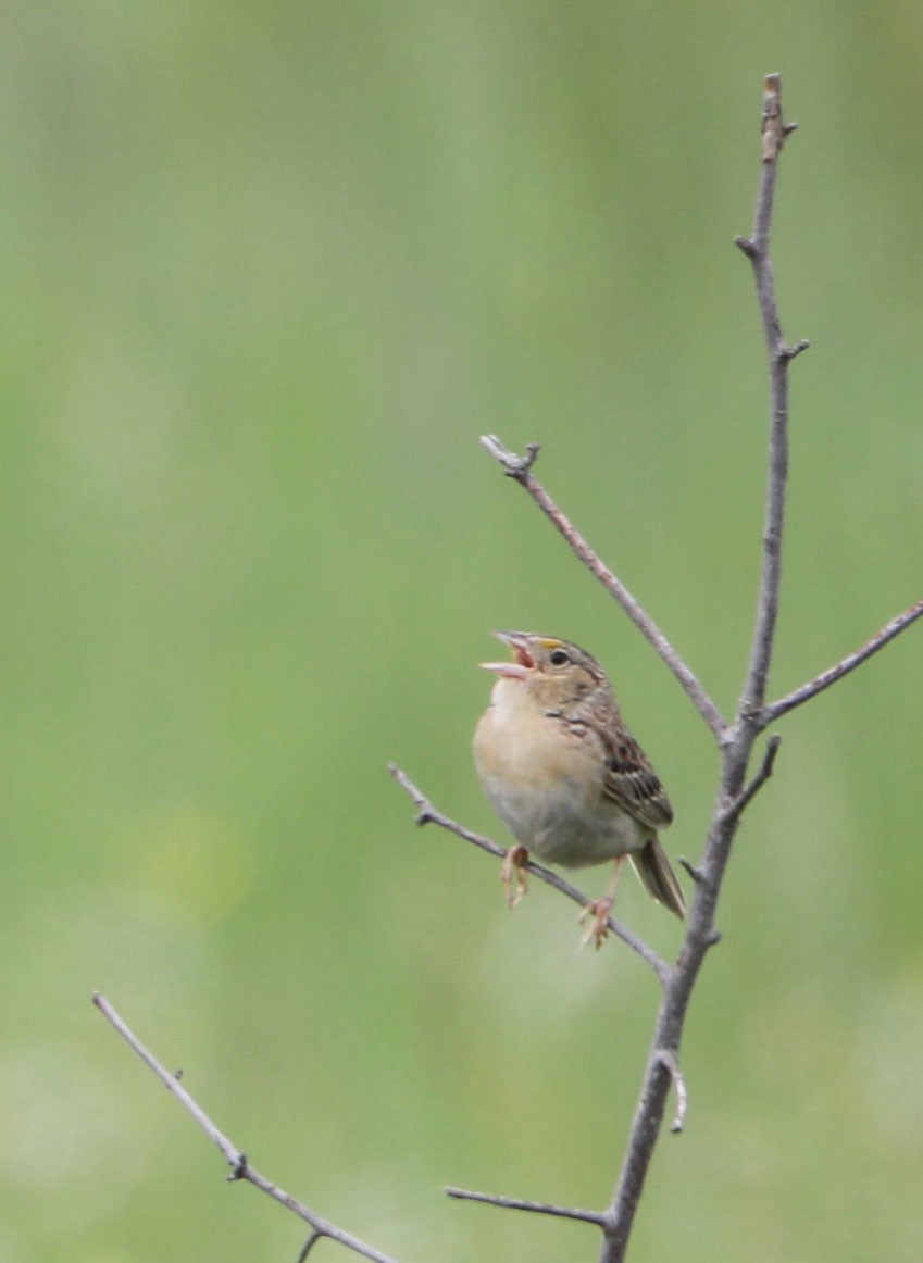 Grasshopper Sparrow - ML350809141