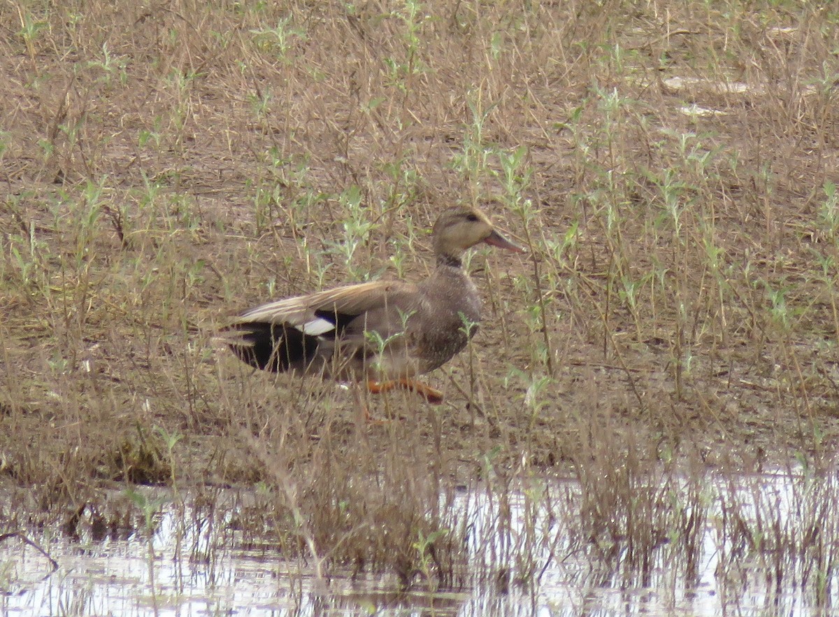 Gadwall - ML350809441