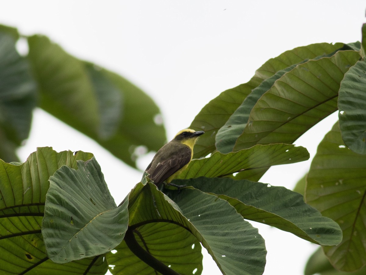 Lemon-browed Flycatcher - ML35080961