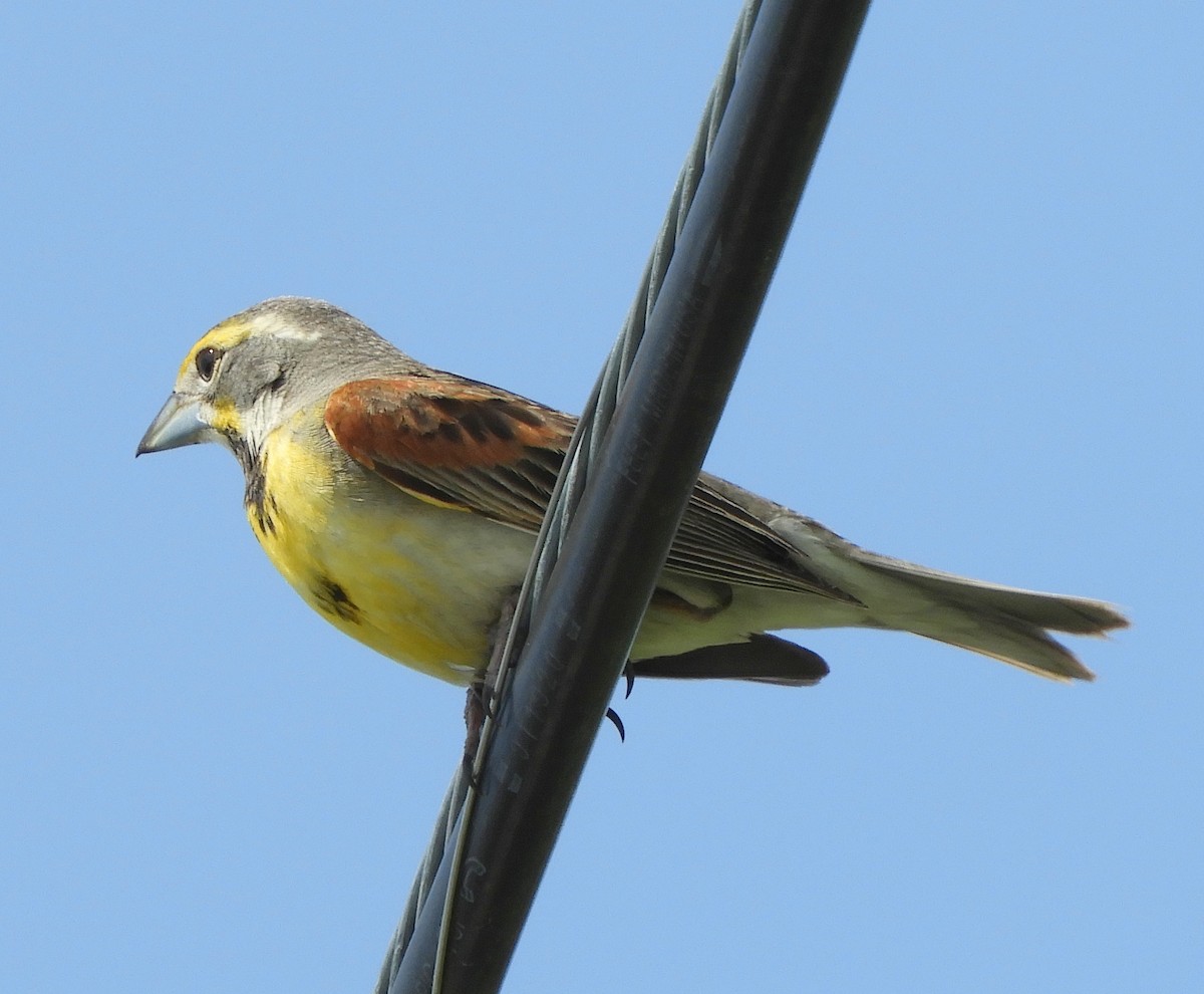 Dickcissel d'Amérique - ML350811371