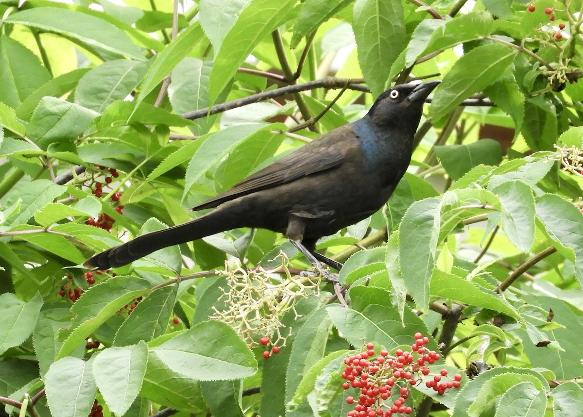 Common Grackle - ML350812251