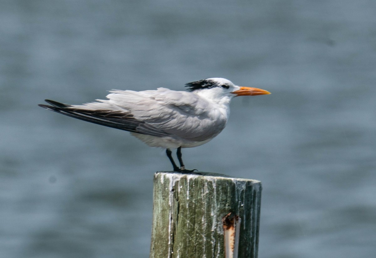 Royal Tern - ML350813651