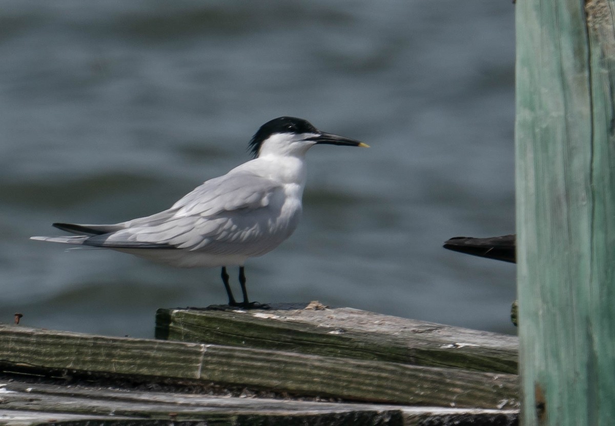 Sandwich Tern - ML350813961