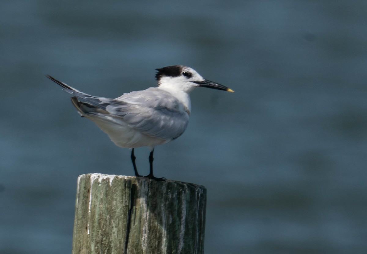 Sandwich Tern - ML350813991