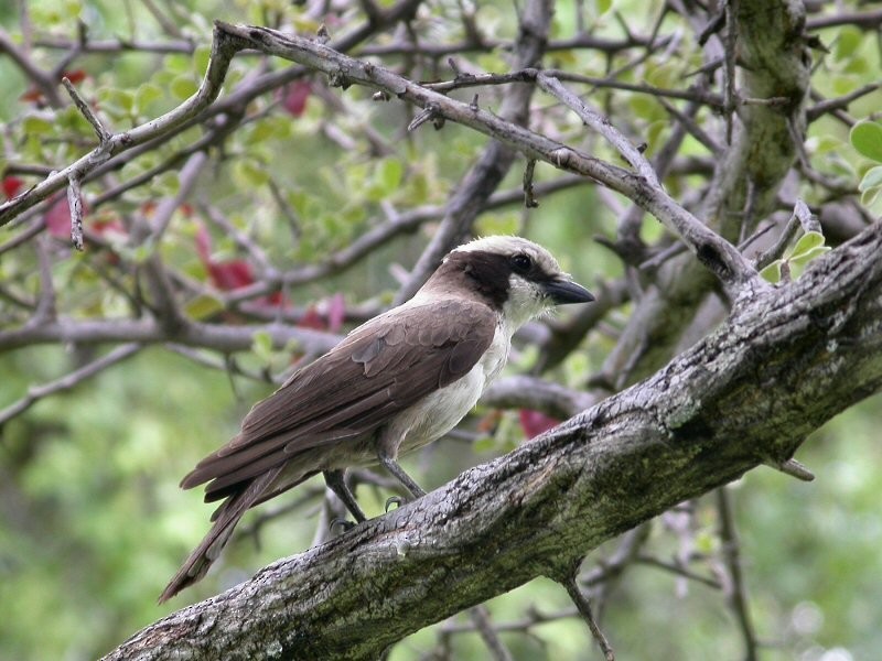 White-crowned Shrike - ML35081451