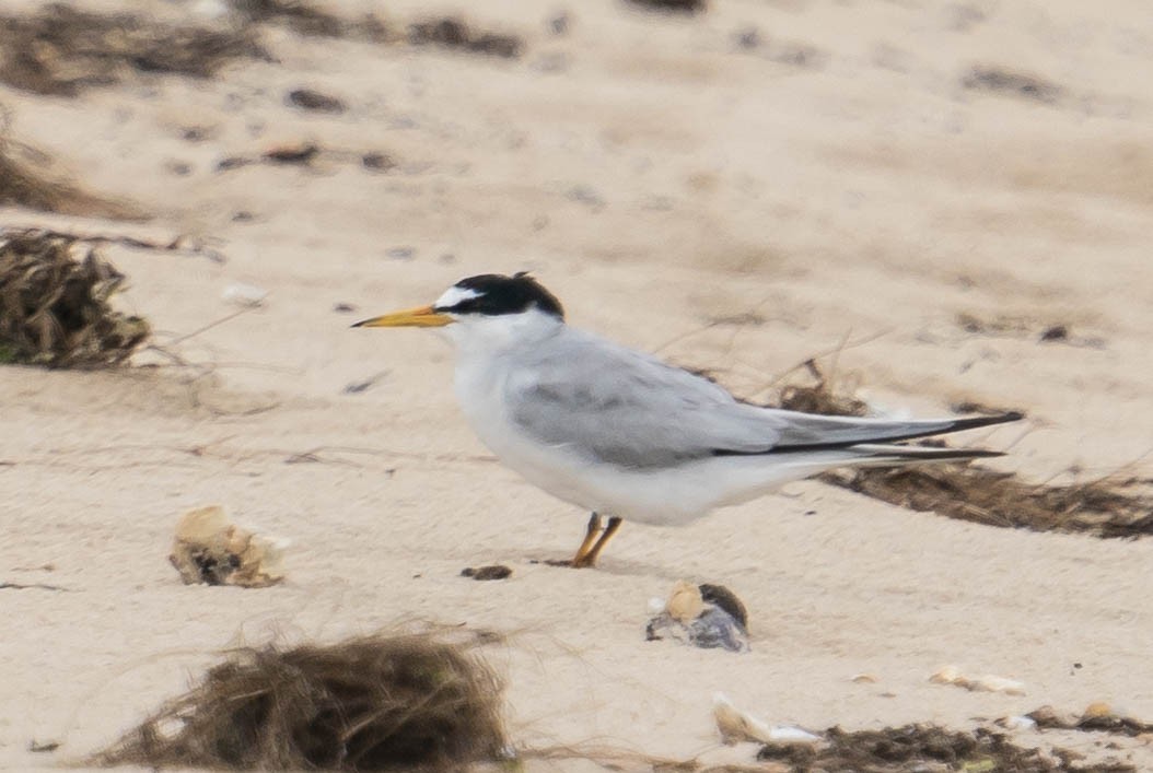 Least Tern - ML350815031