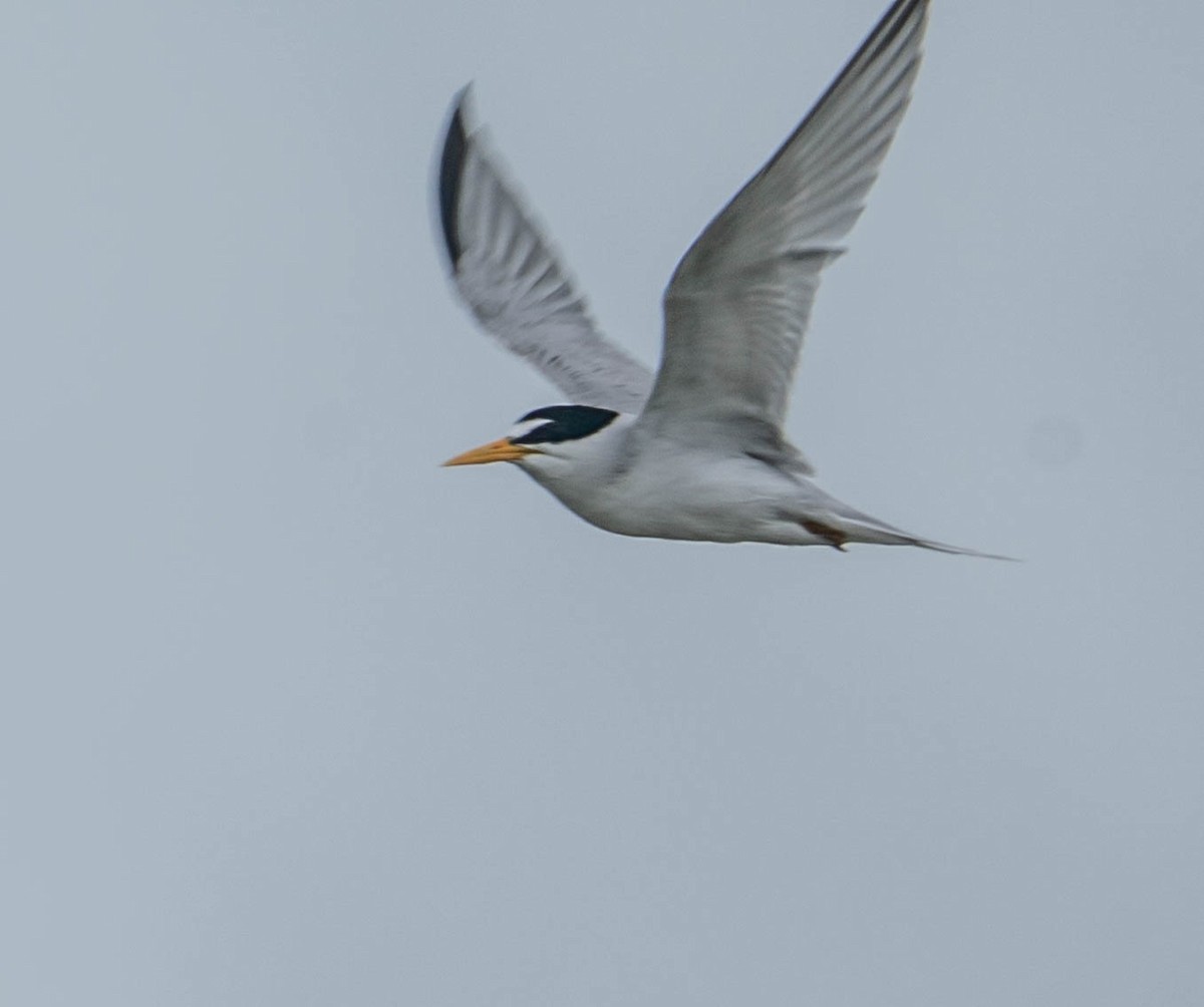 Least Tern - ML350815041