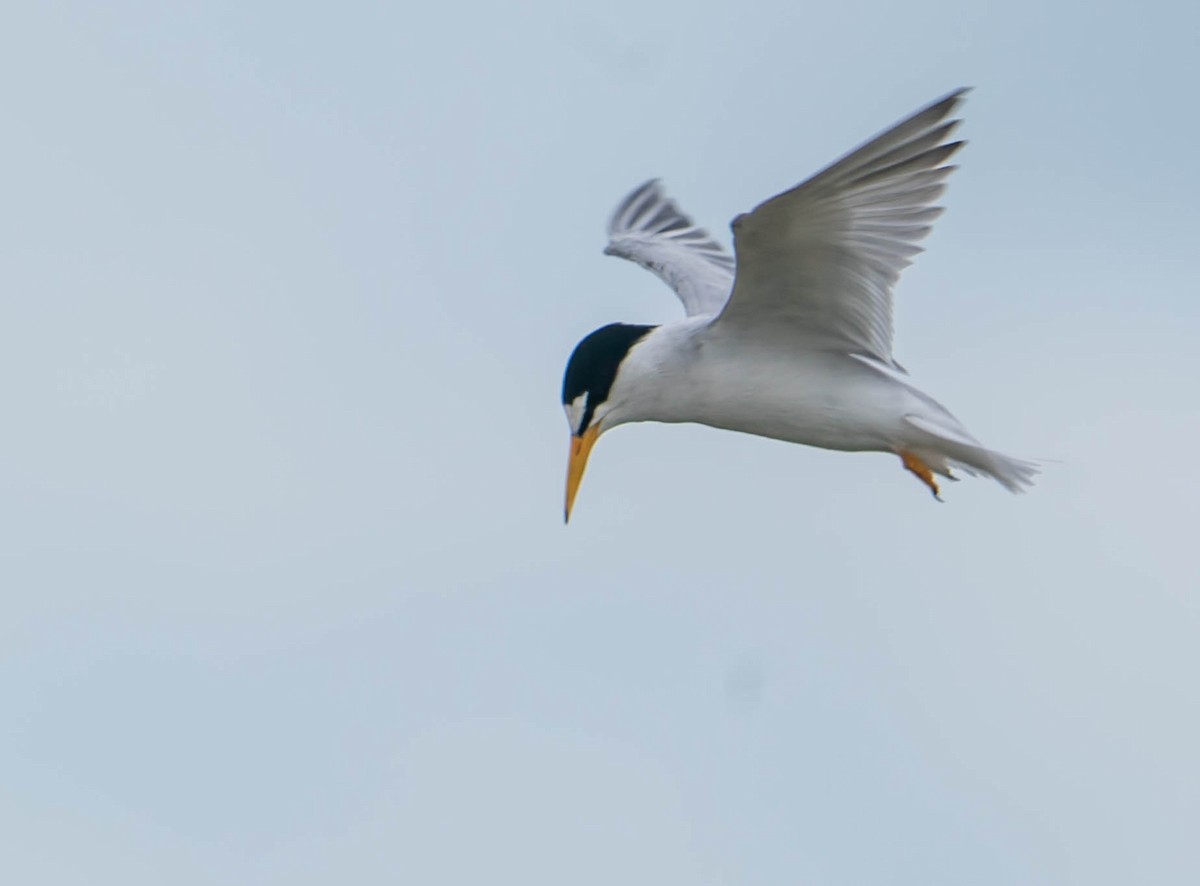 Least Tern - ML350815061