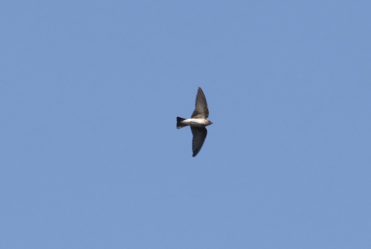 Northern Rough-winged Swallow - John Bruin