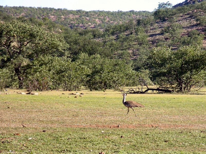 Kori Bustard - ML35081541