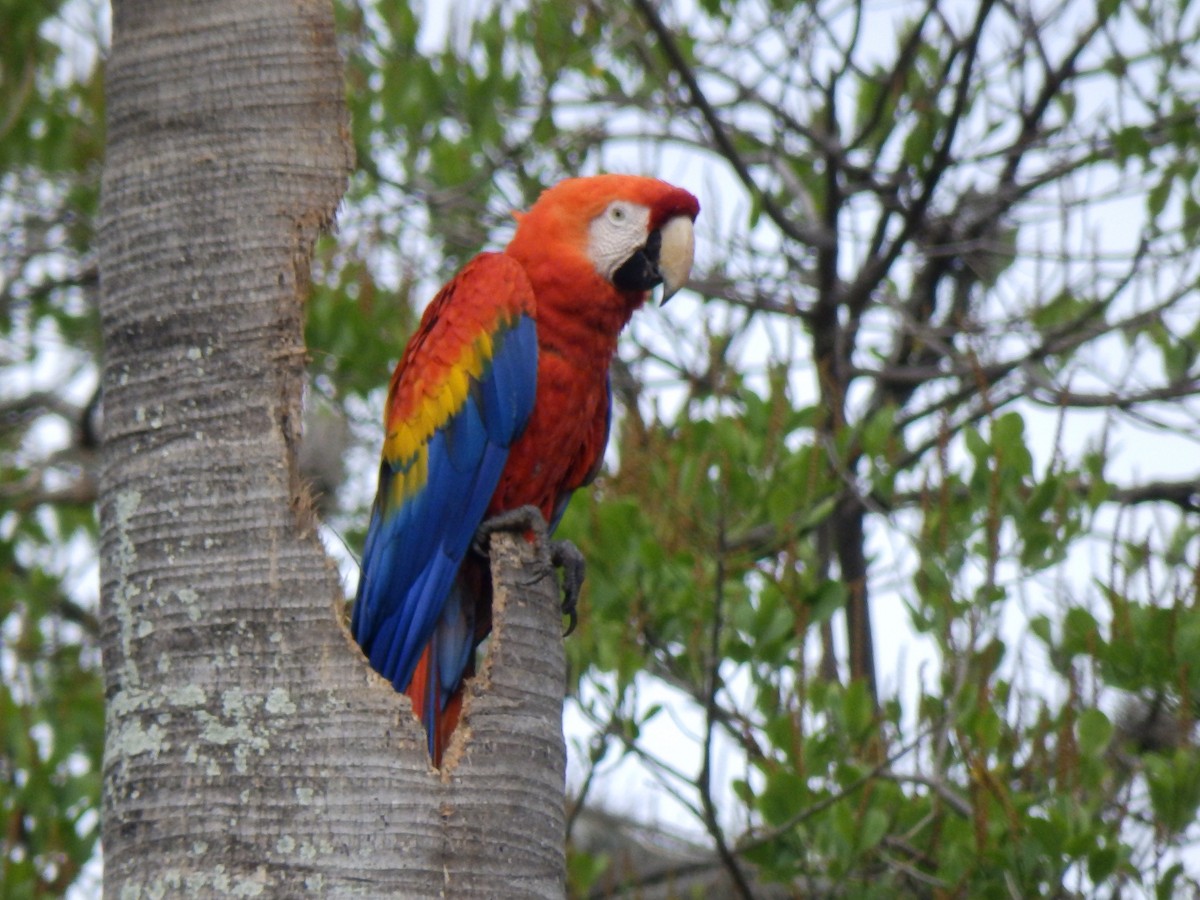 Scarlet Macaw - ML350816681