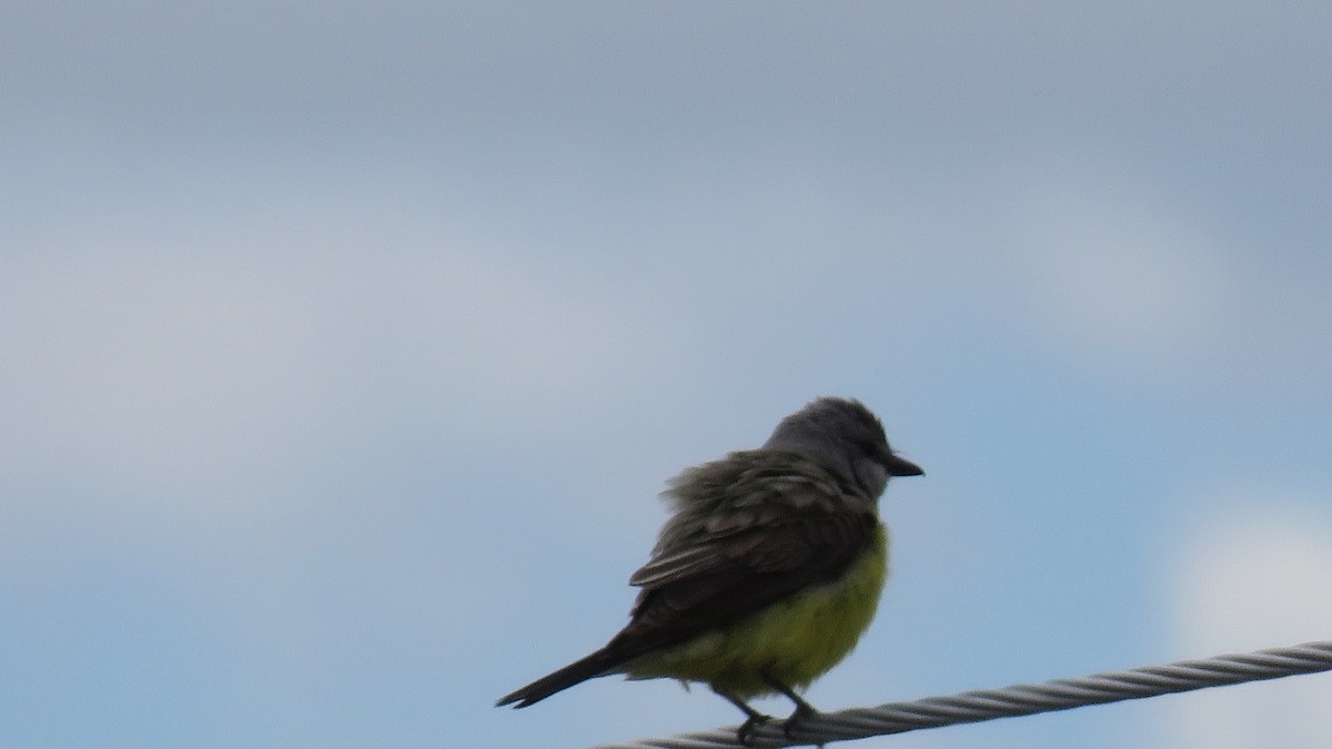 Cassin's Kingbird - ML350816731