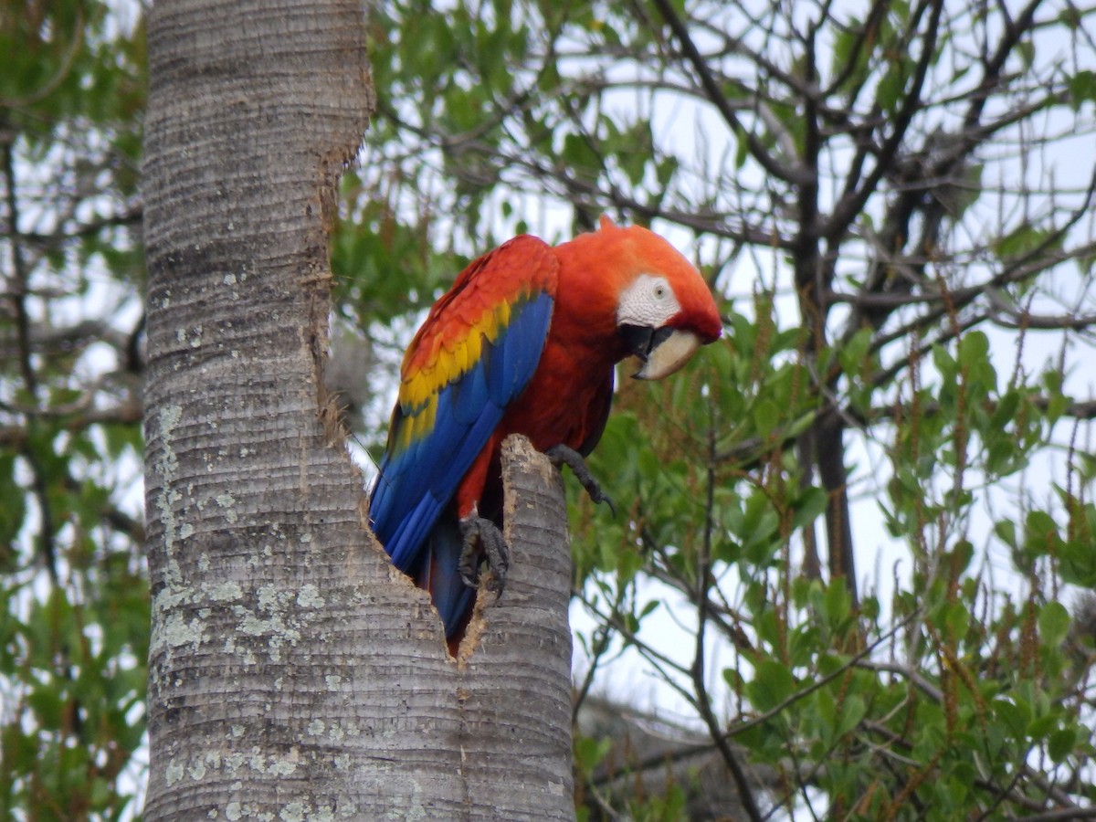 Scarlet Macaw - ML350816791