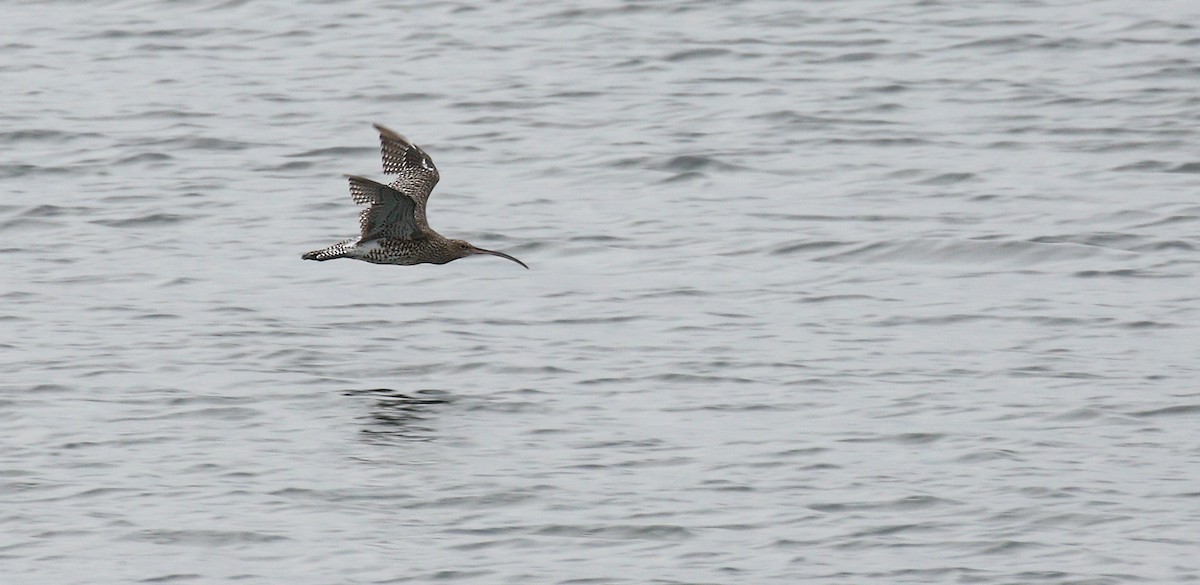 Eurasian Curlew - ML35081761