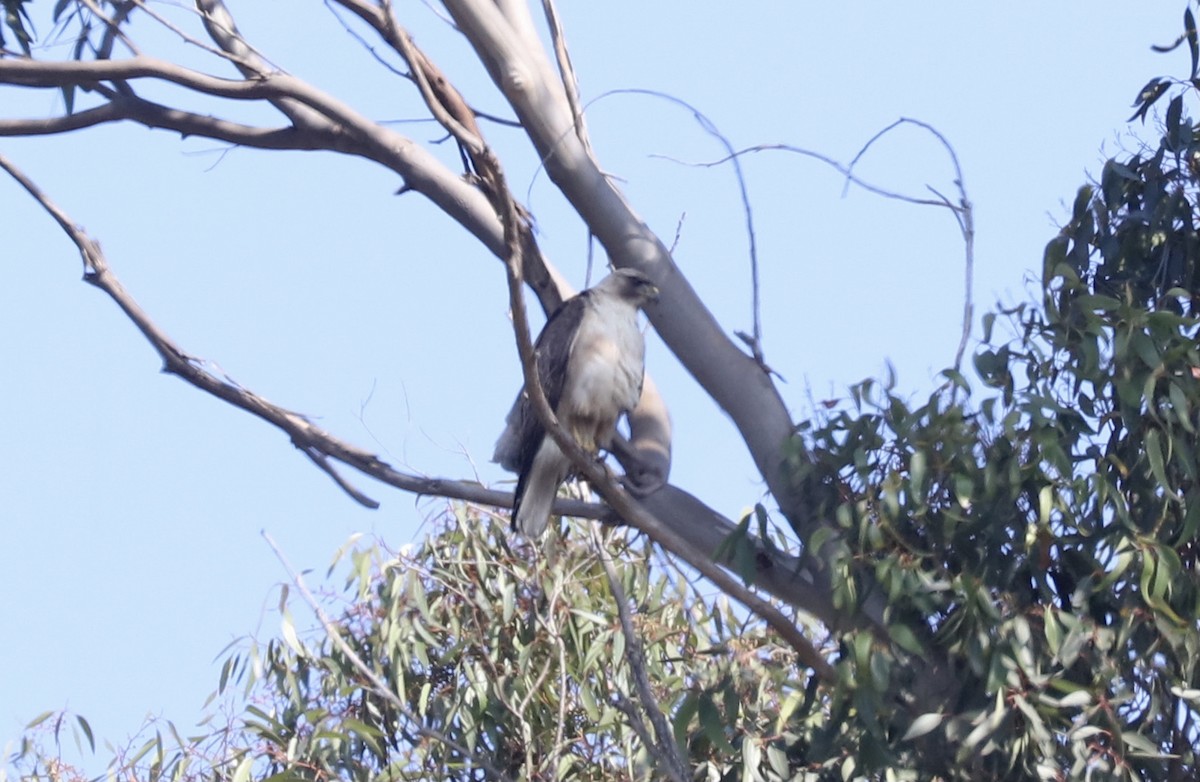 Red-tailed Hawk - ML350817721