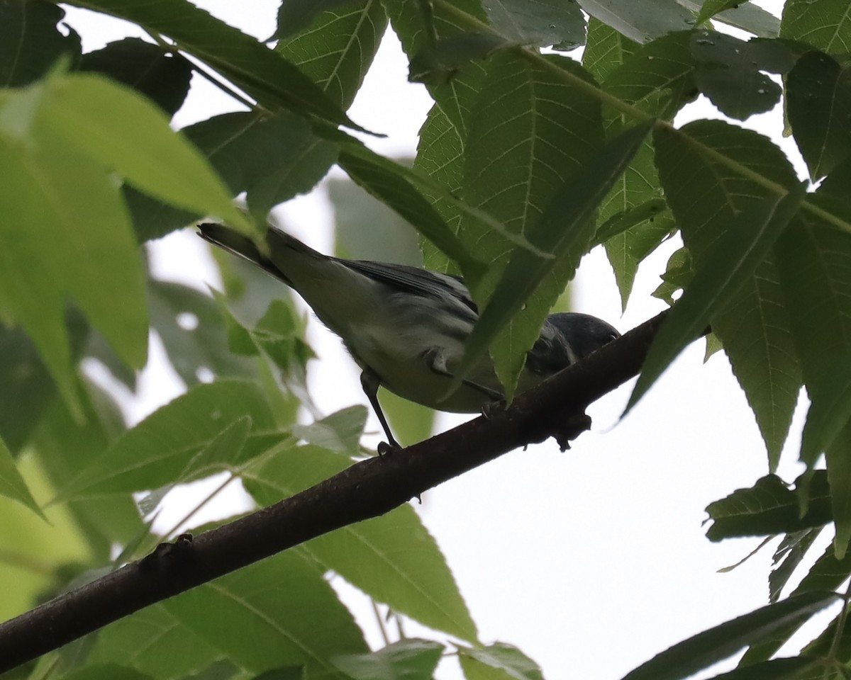 Cerulean Warbler - ML350817781