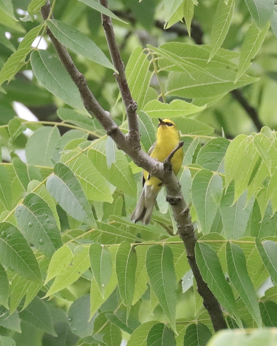 blåvingeparula - ML350818011