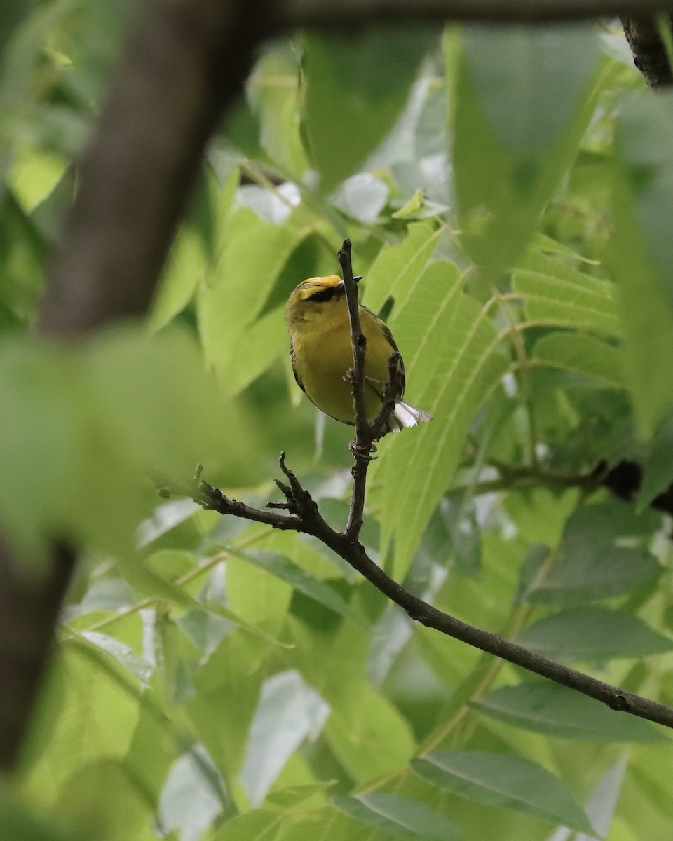 blåvingeparula - ML350818081