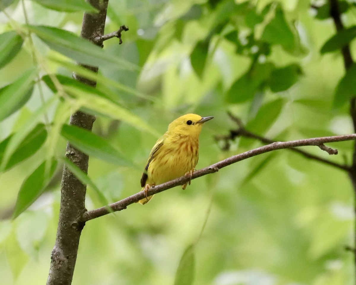 Yellow Warbler - ML350818401