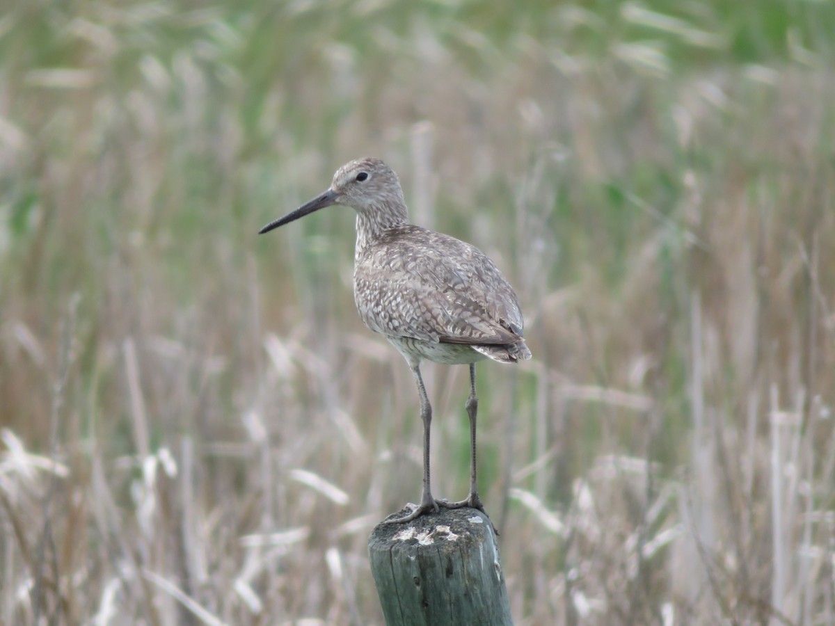 Willet - Richard Staniforth