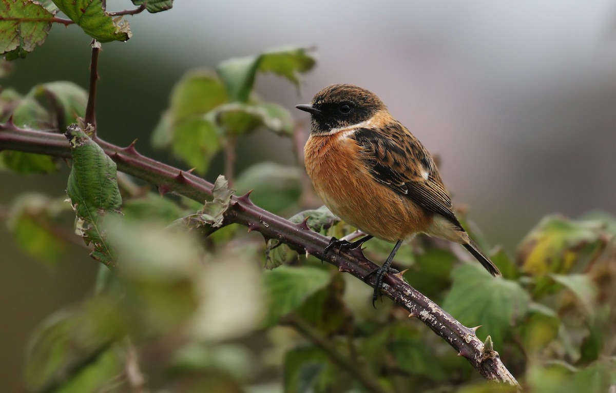 European Stonechat - ML35081891