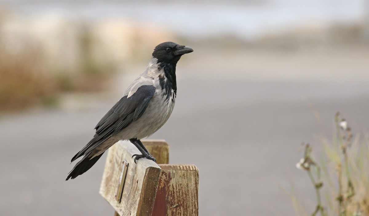 Hooded Crow - ML35081921