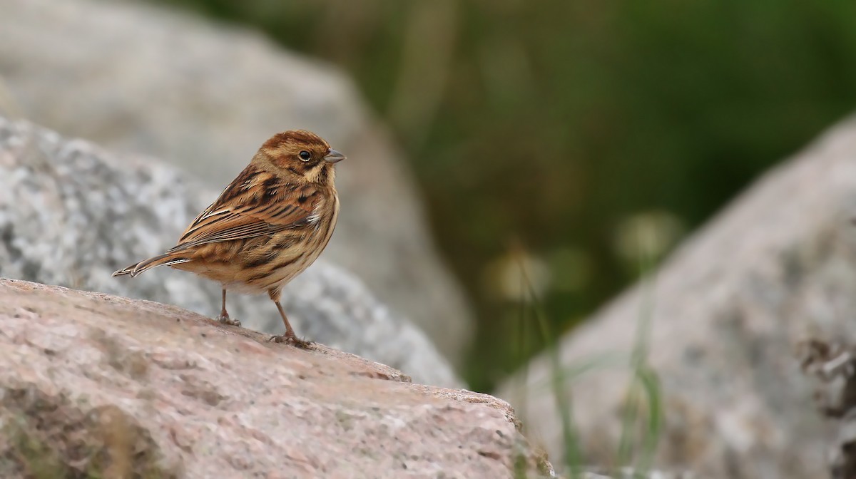 Reed Bunting - Ryan Schain