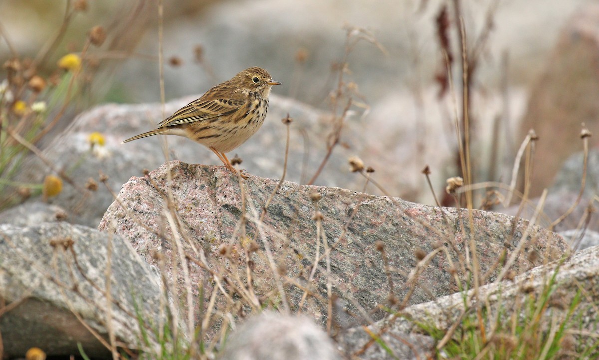 Meadow Pipit - Ryan Schain