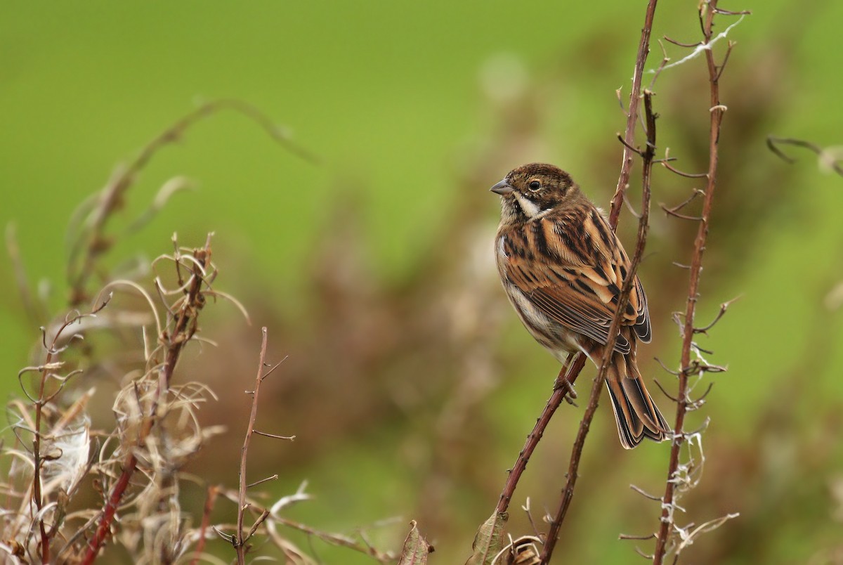 Reed Bunting - Ryan Schain