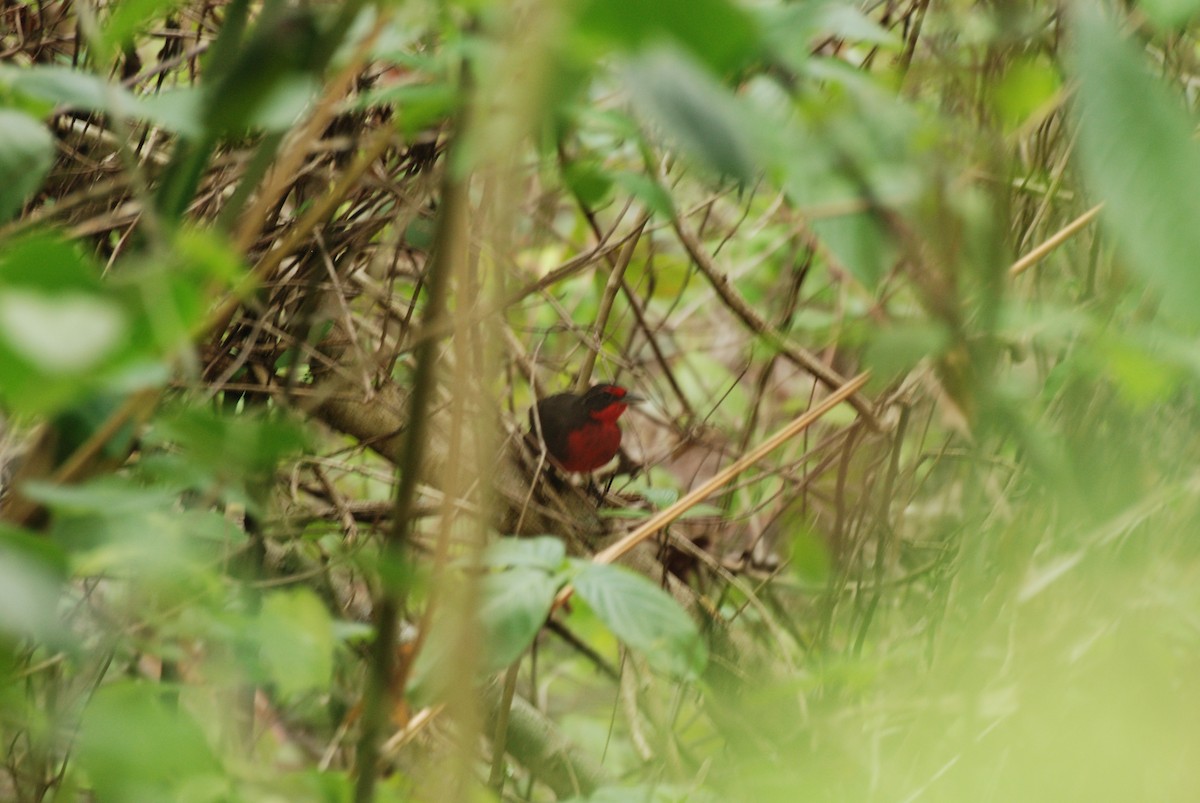 Rosy Thrush-Tanager - ML350819911