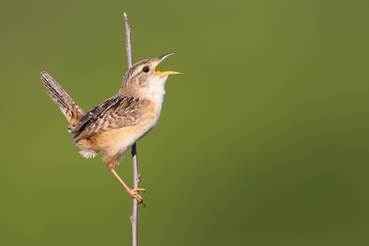 Sedge Wren - Ryan Sanderson