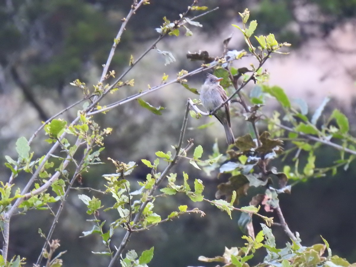 Greater Pewee - ML350822431