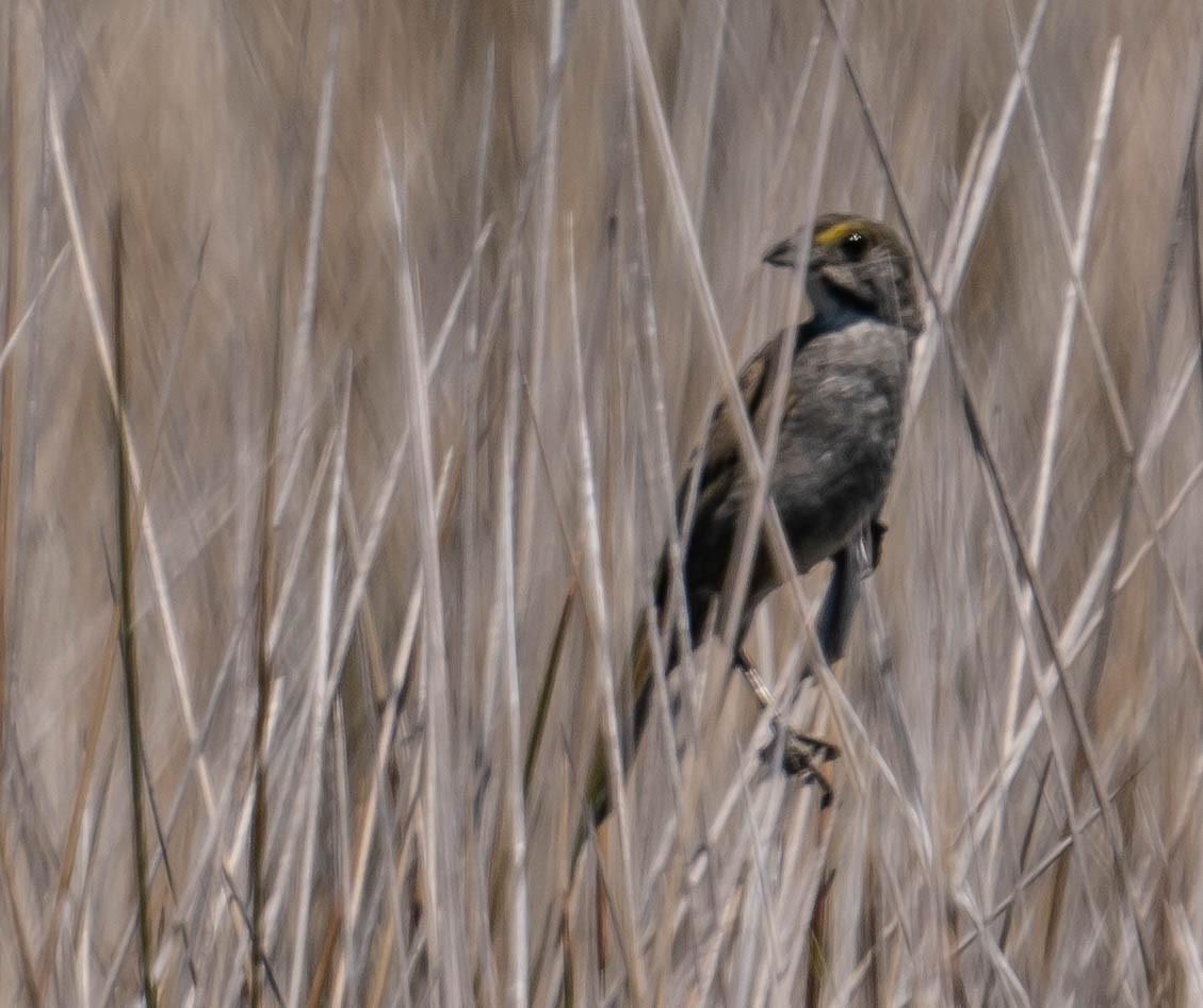 Seaside Sparrow - ML350823111