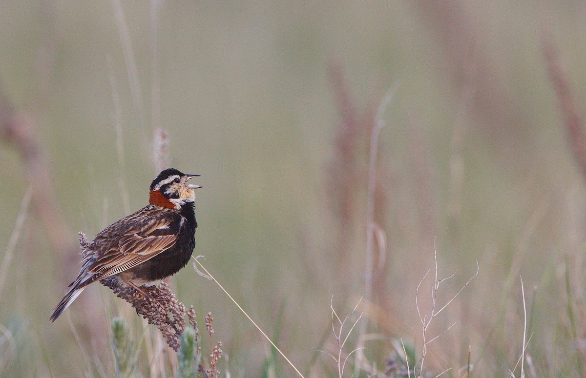 Chestnut-collared Longspur - ML350824161