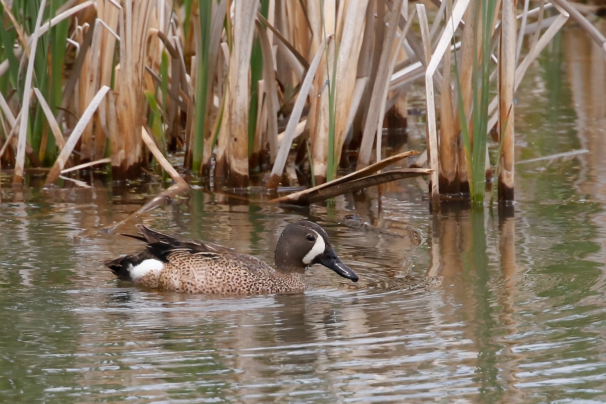 Blue-winged Teal - ML350824201