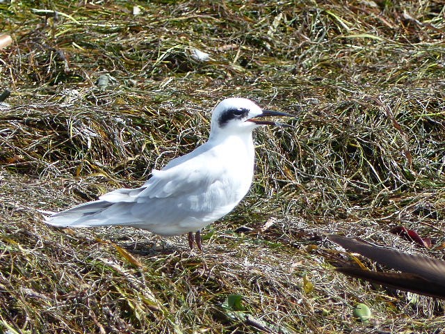 Forster's Tern - ML35082451