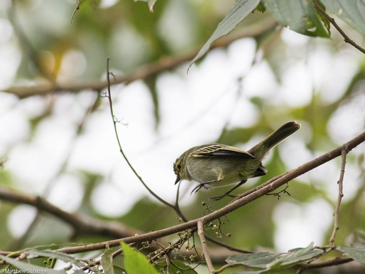 Golden-faced Tyrannulet - matthew sabatine