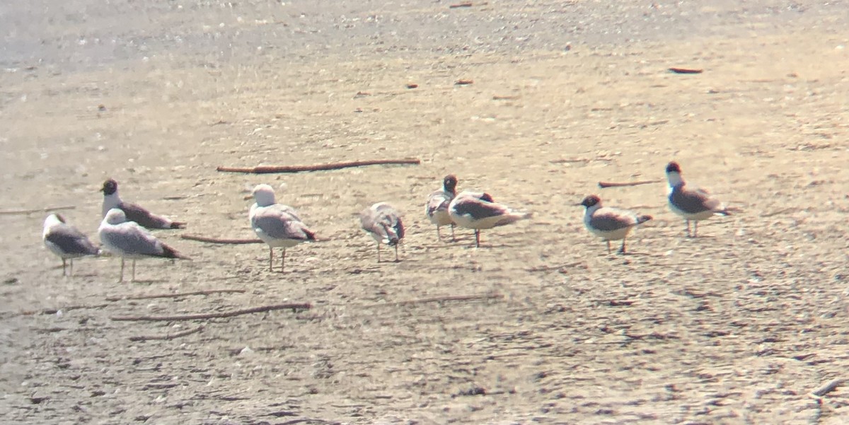 Mouette de Franklin - ML350824811