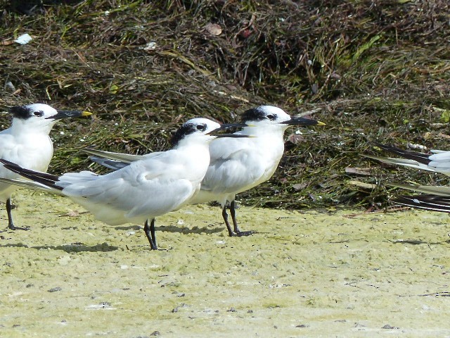 Sandwich Tern - ML35082491