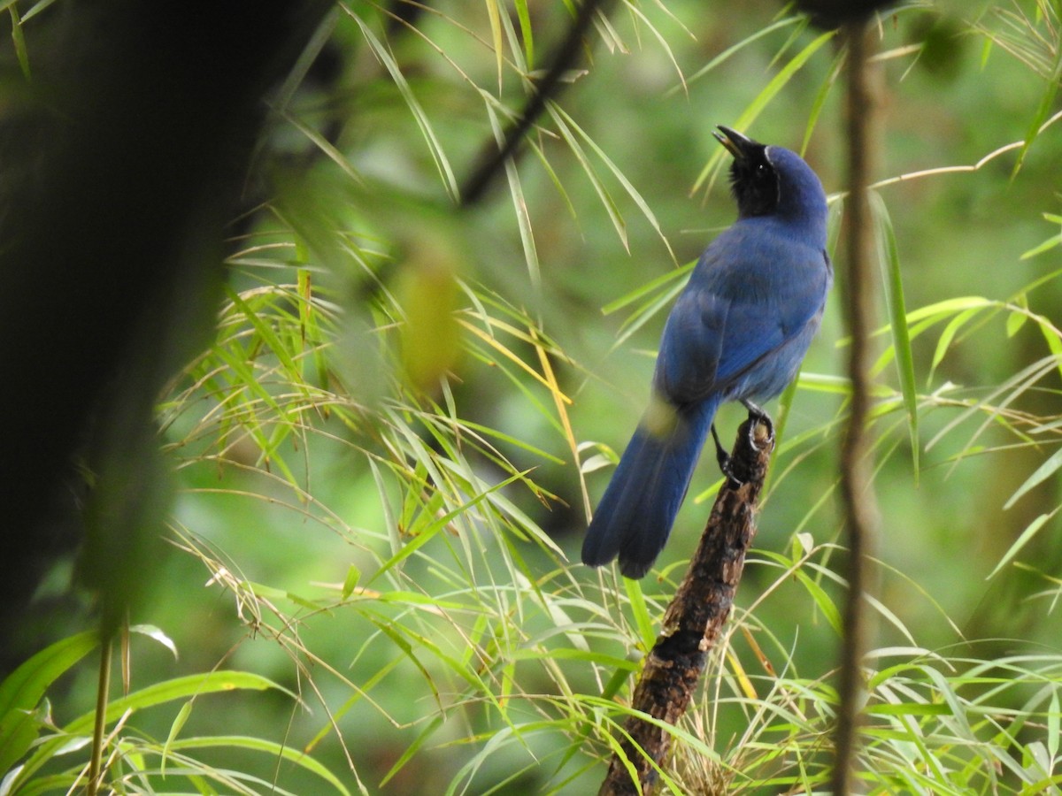 Black-throated Jay - ML350825811